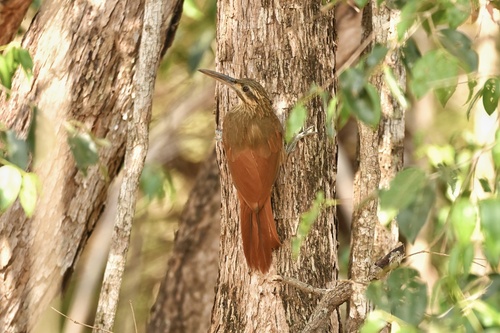 Moustached Woodcreeper
