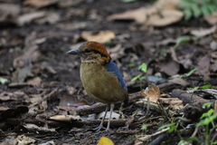 Hydrornis schneideri