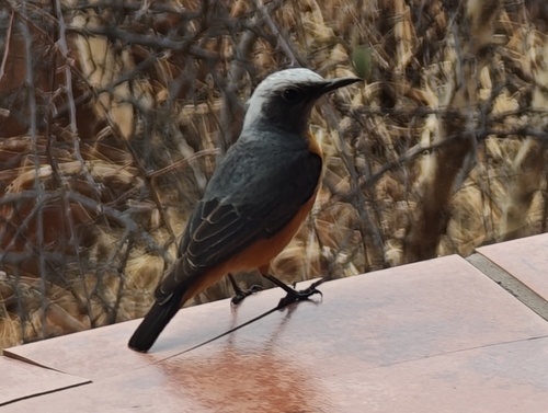 Short-toed Rock Thrush (Monticola brevipes), photo 4