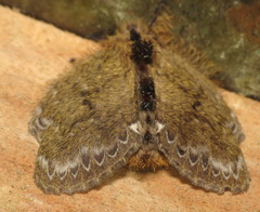 Euglyphis submarginalis