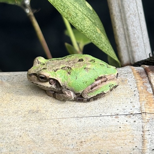 Eastern Japanese Tree Frog