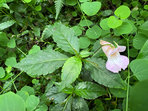 Only Colored Balsam (Impatiens uniflora)