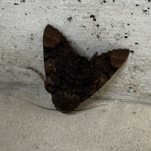 Ramie Moth