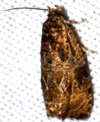 Olethreutes olivaceana