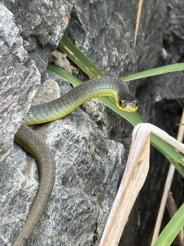 Common Tree Snake sighting