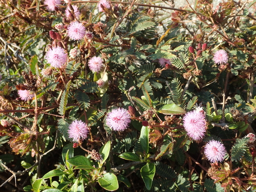 Mimosa pudica