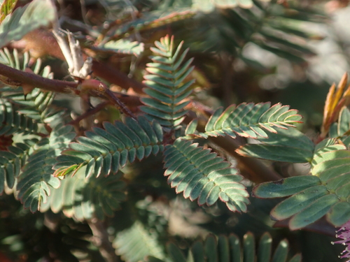 Mimosa pudica