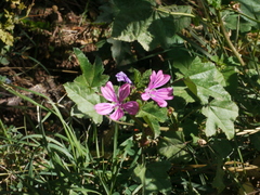 Angiospermae