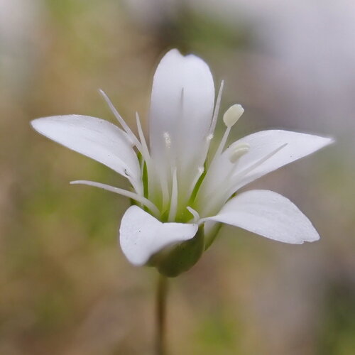 Austrian sandwort (Sabulina austriaca)