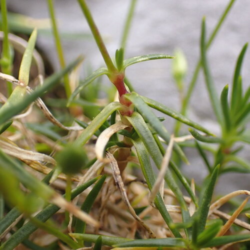 Sabulina austriaca, photograph 5