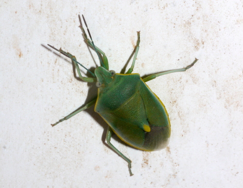 Brachynema germarii
