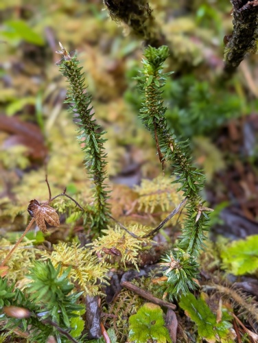 Pacific clubmoss (Huperzia occidentalis)