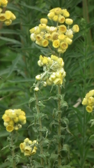 Helichrysum foetidum