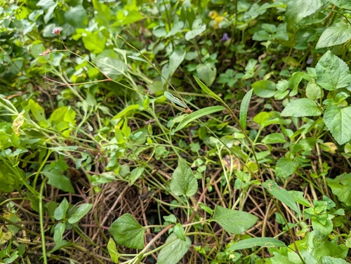 Persicaria hastatosagittata iNat (1)