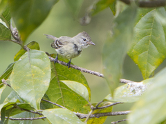 Camptostoma obsoletum