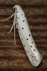 Yponomeuta mahalebella