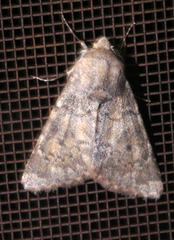 Lepidoptera
