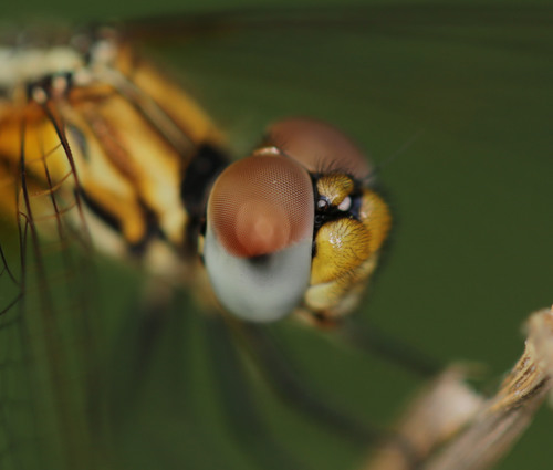 Red-veined Dropwing