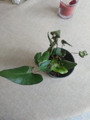 Mickelopteris cordata