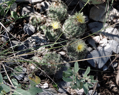 Coryphantha durangensis