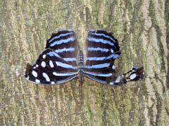 Myscelia cyaniris cyaniris