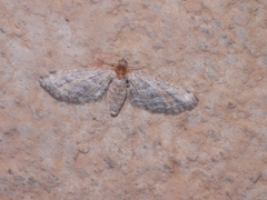 Lepidoptera