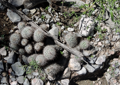 Mammillaria pottsii