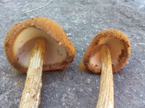 Sandy Stilt-puffball