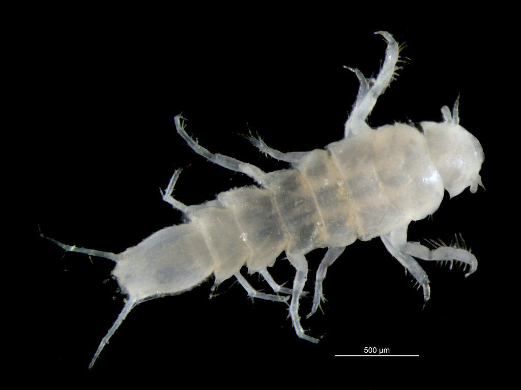 Macrostylidae