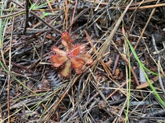 Drosera