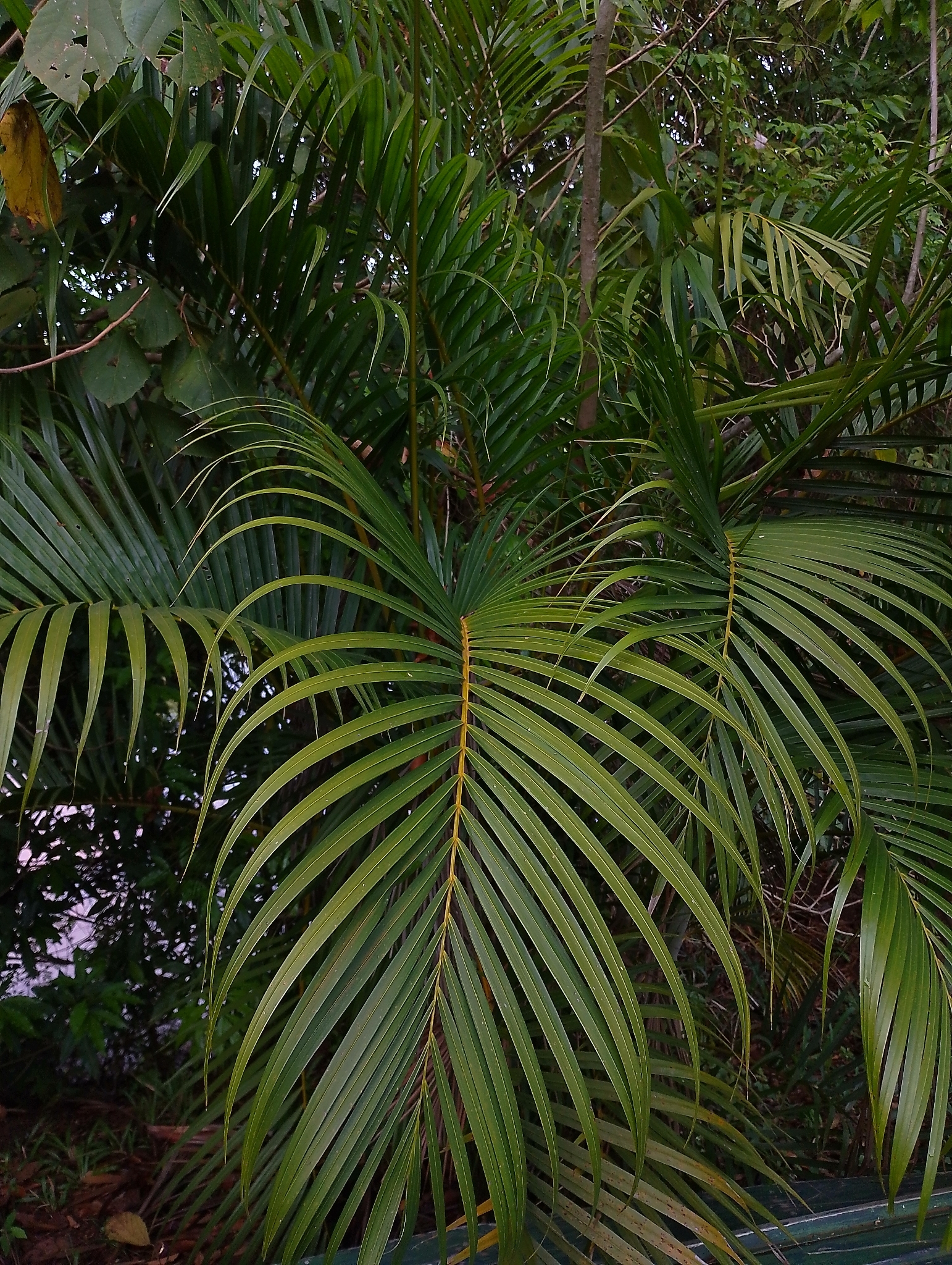 Chrysalidocarpus lutescens