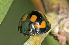 Orcus nummularis