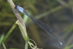 Pseudagrion pruinosum