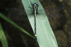 Macrogomphus parallelogramma