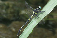 Macrogomphus parallelogramma