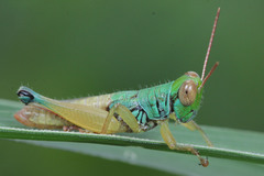 Caryanda spuria