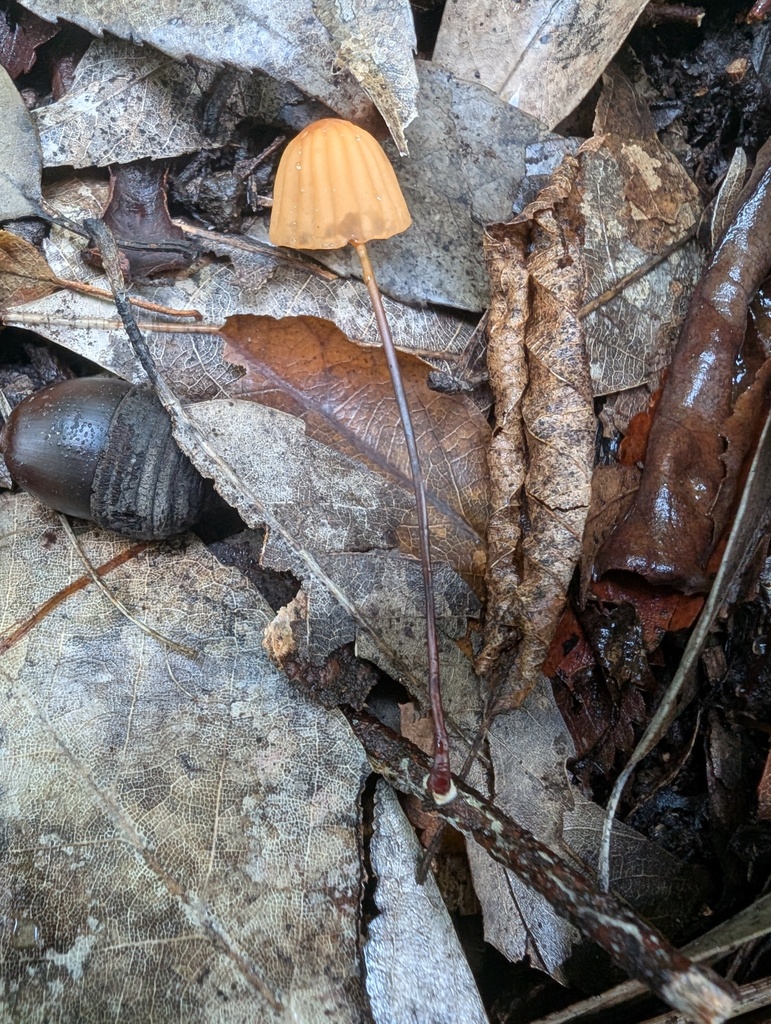 Marasmius siccus · November 2025 · photo: © atsushi_nakajima_cirque (iNaturalist, cc-by)