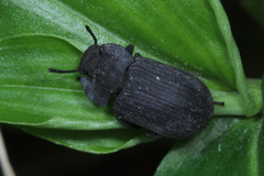 Coleoptera