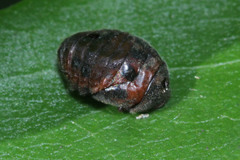 Coleoptera