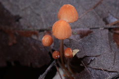 Fungi