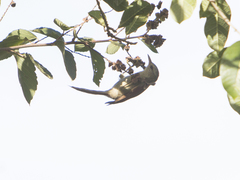 Cranioleuca subcristata