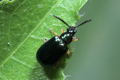 Coleoptera