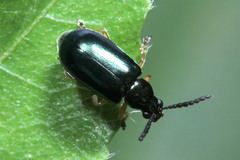 Coleoptera