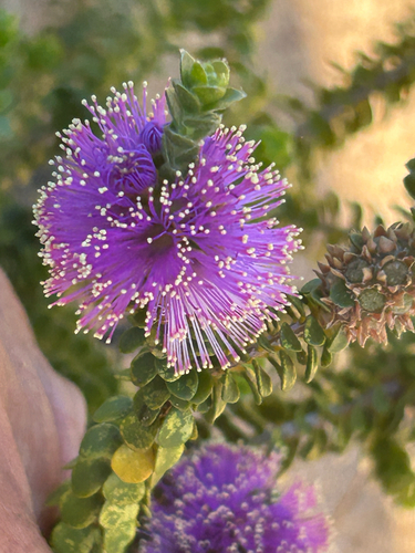 Melaleuca porphyrocephala, 2025-11-01