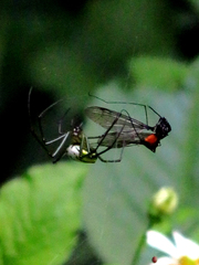 Tipula holoserica