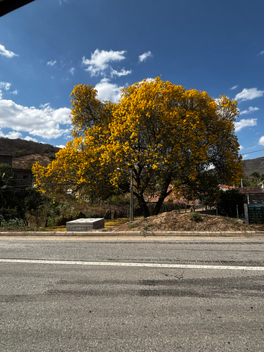 Yellow Trumpet-tree