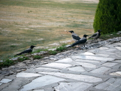 Corvus cornix