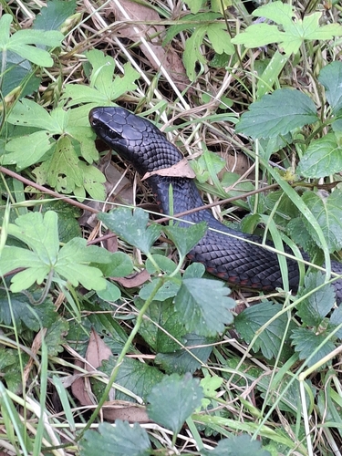 Red-bellied Black Snake sighting