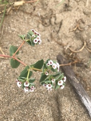 Euphorbia leucophylla