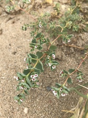 Euphorbia leucophylla